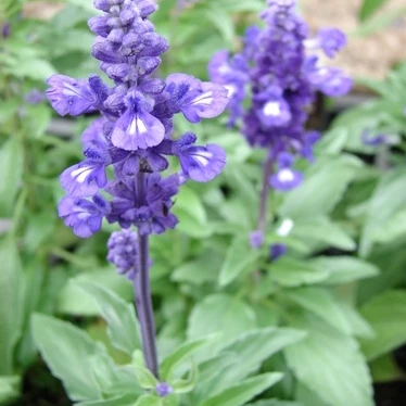 Salvia morada