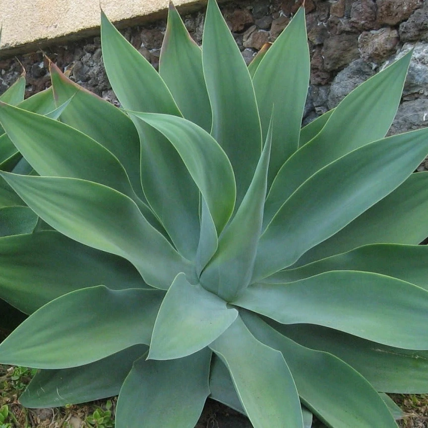 Maguey del dragón